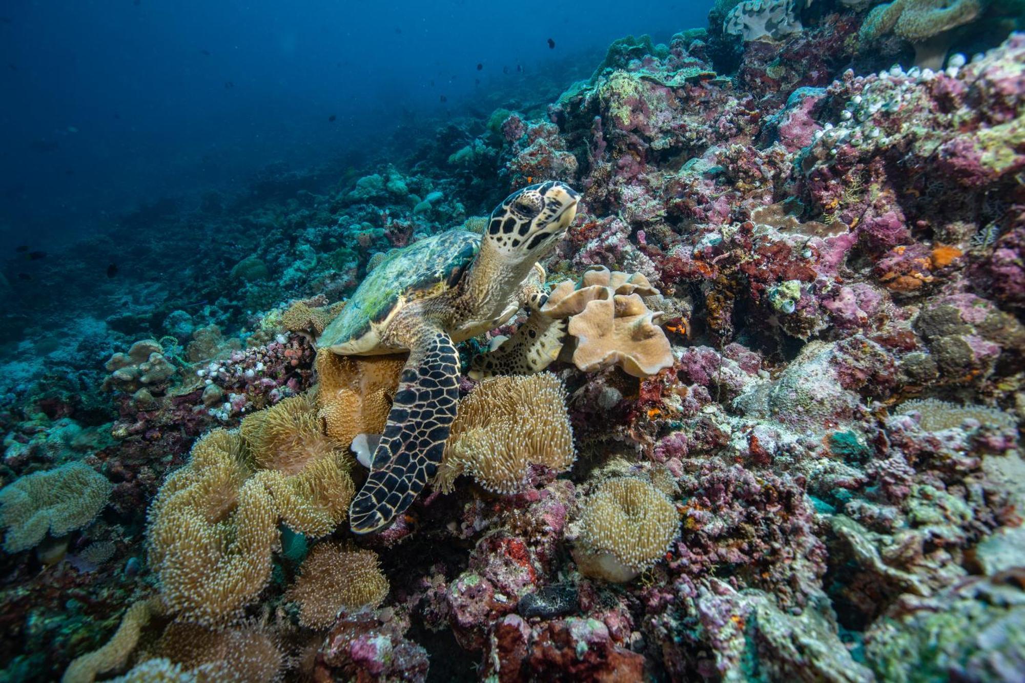 Sirru Fen Fushi Private Lagoon Resort Maldives Bileffahi Εξωτερικό φωτογραφία