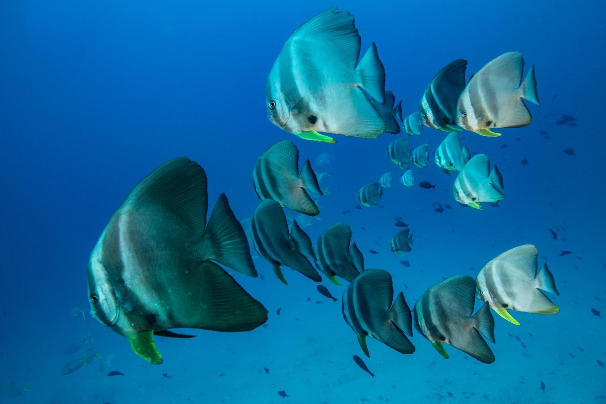 Sirru Fen Fushi Private Lagoon Resort Maldives Bileffahi Εξωτερικό φωτογραφία