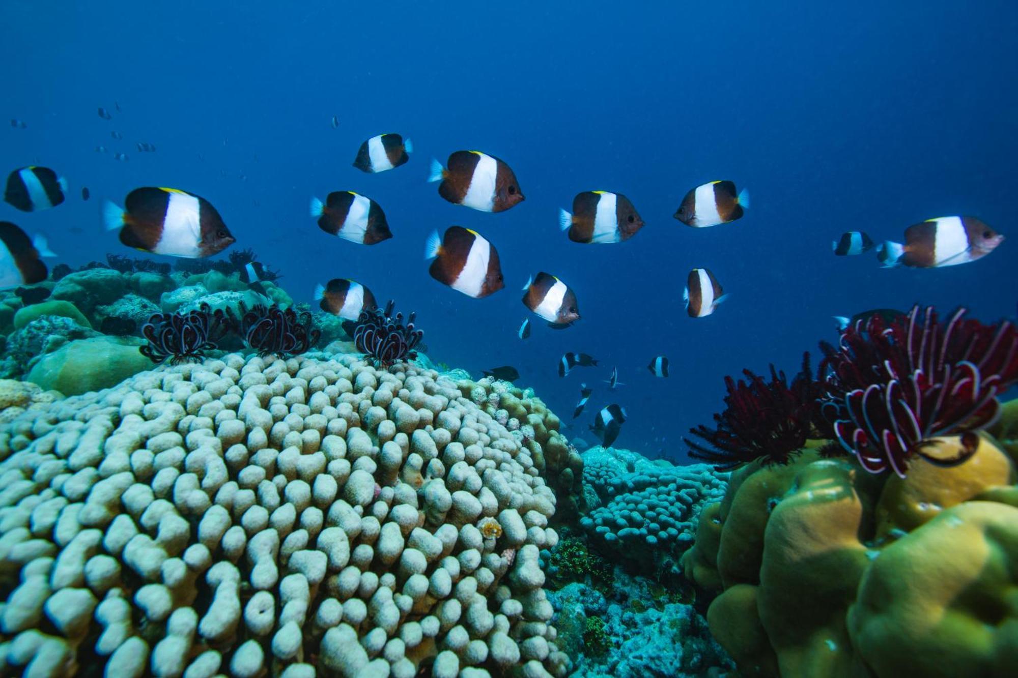 Sirru Fen Fushi Private Lagoon Resort Maldives Bileffahi Εξωτερικό φωτογραφία